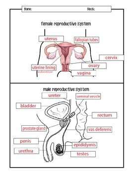 Interactive Guide to the Male Reproductive System .